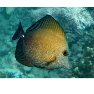 TANG SCOPAS