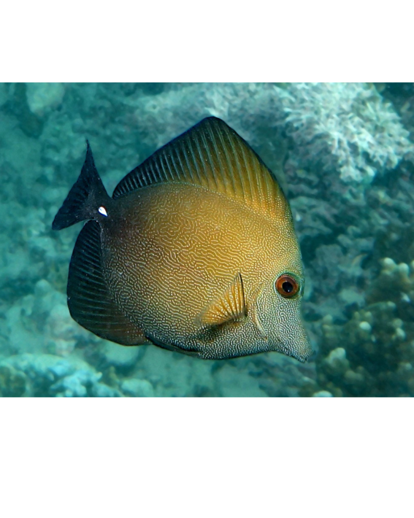 TANG SCOPAS
