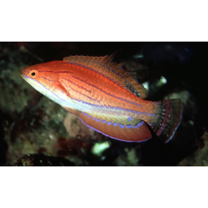 WRASSE FLASHER CARPENTER