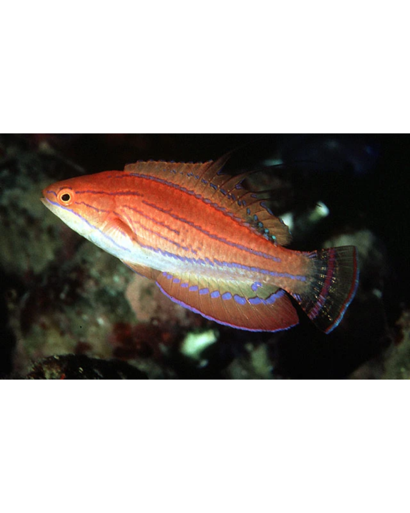 WRASSE FLASHER CARPENTER