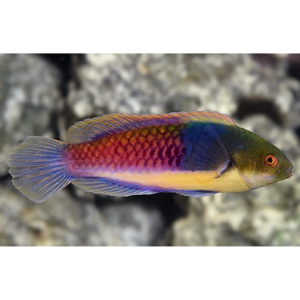 WRASSE BLUE SIDE