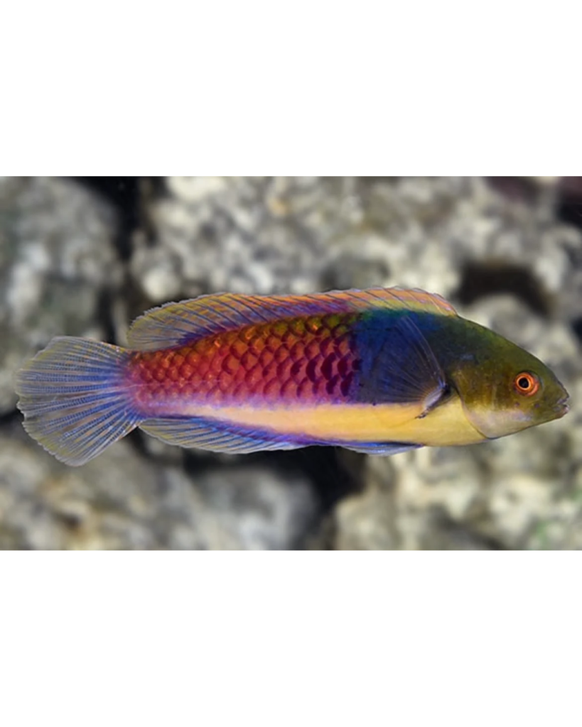 WRASSE BLUE SIDE