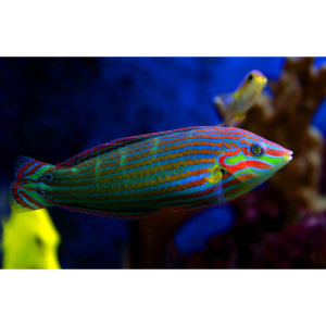 WRASSE MELANURUS