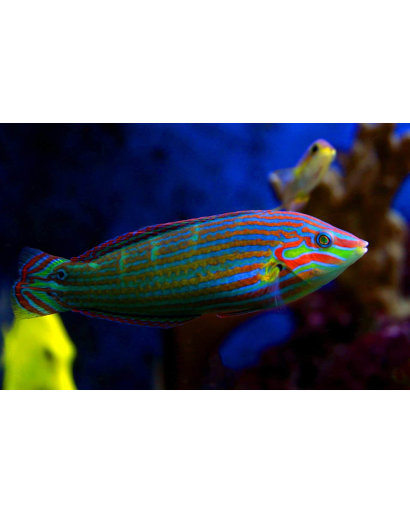 WRASSE MELANURUS
