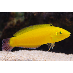 WRASSE YELLOW CORIS