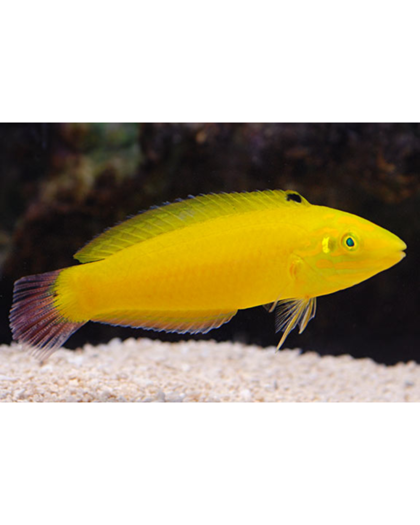 WRASSE YELLOW CORIS