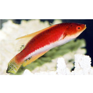 WRASSE WHIP FIN MACHO
