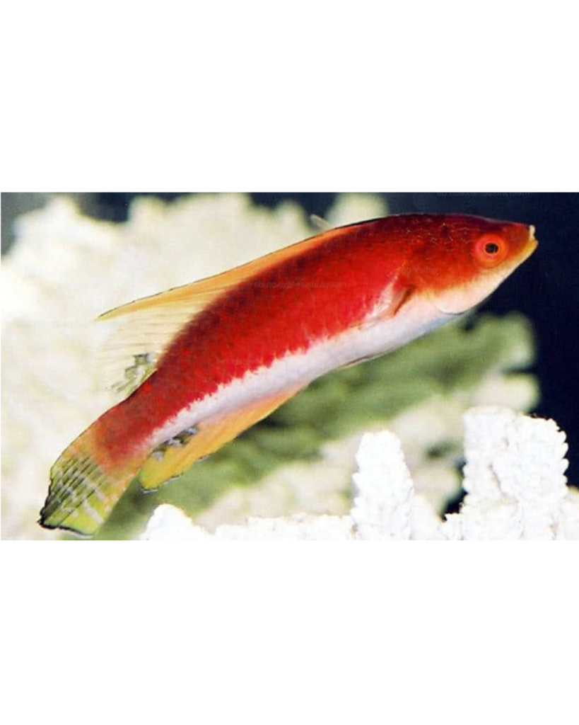 WRASSE WHIP FIN MACHO