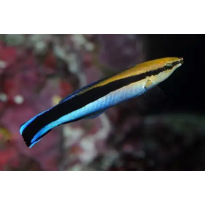 WRASSE CLEANER