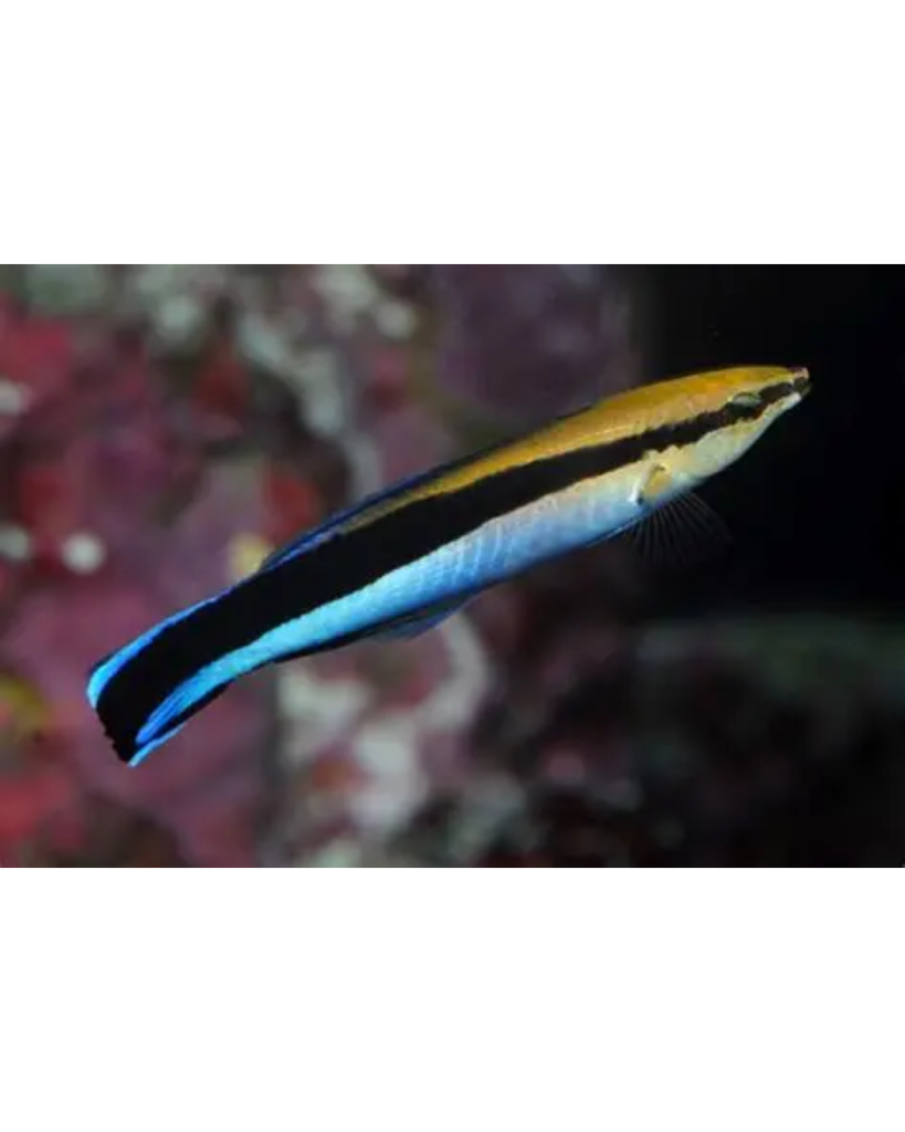 WRASSE CLEANER