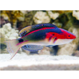 WRASSE EXQUISITUS