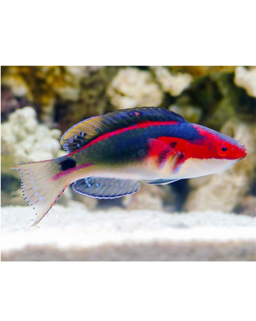 WRASSE EXQUISITUS