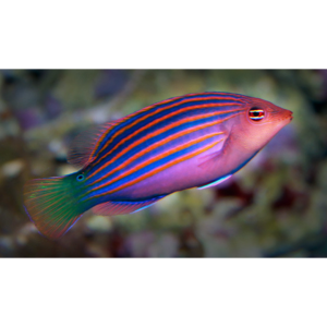 WRASSE SIX LINE