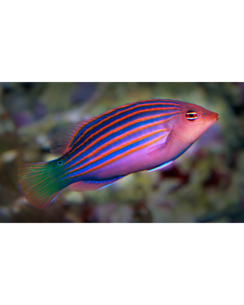 WRASSE SIX LINE
