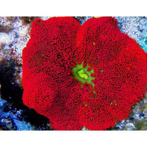 ANEMONA CARPET RED