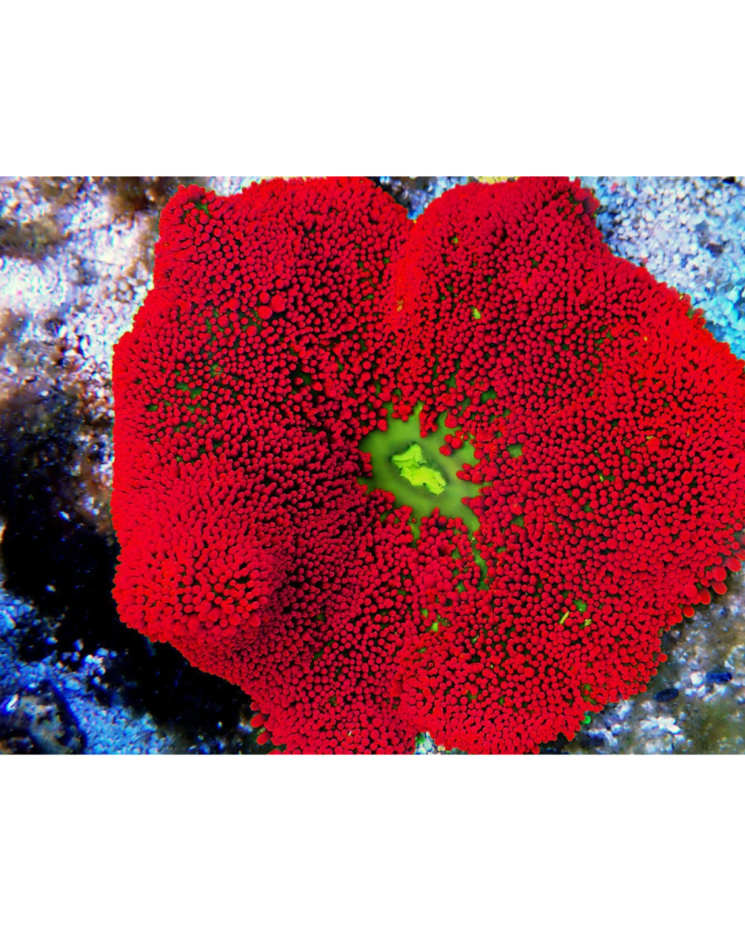 ANEMONA CARPET RED