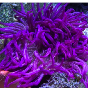ANEMONA PURPLE LONG