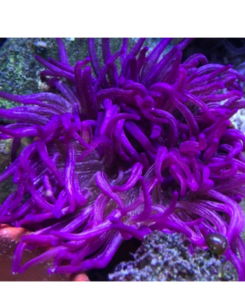 ANEMONA PURPLE LONG