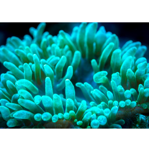 ANEMONA BUBBLE GREEN TIP