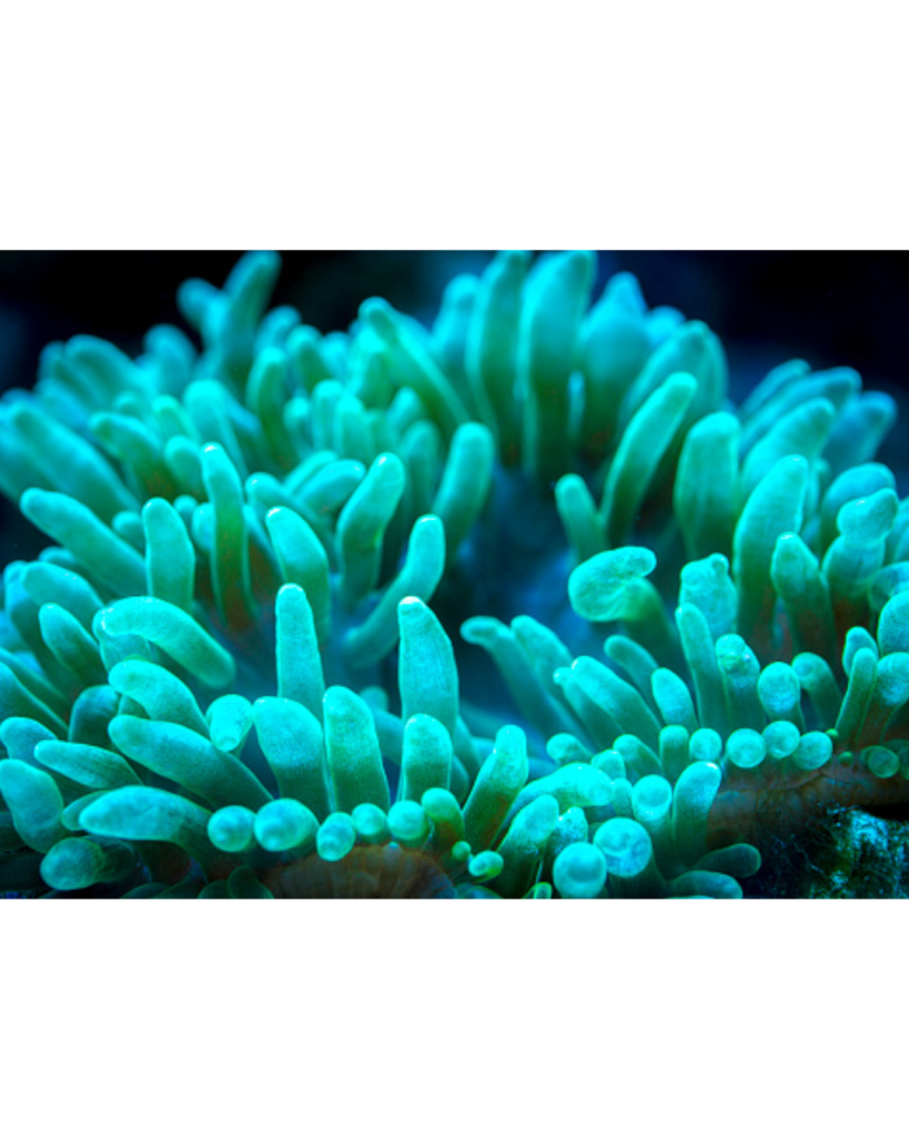 ANEMONA BUBBLE GREEN TIP
