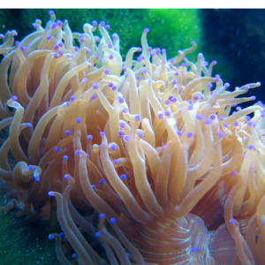 ANEMONA CRISPA YELLOW PURPLE