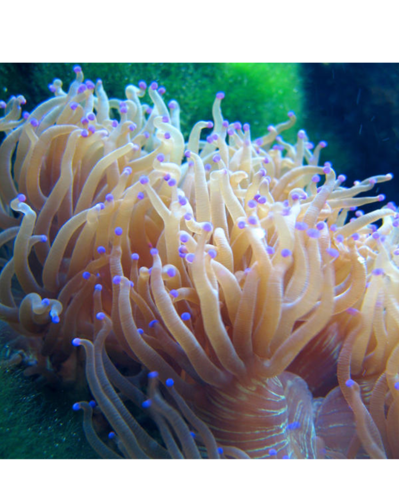 ANEMONA CRISPA YELLOW PURPLE