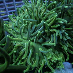 ANEMONA GREEN LONG
