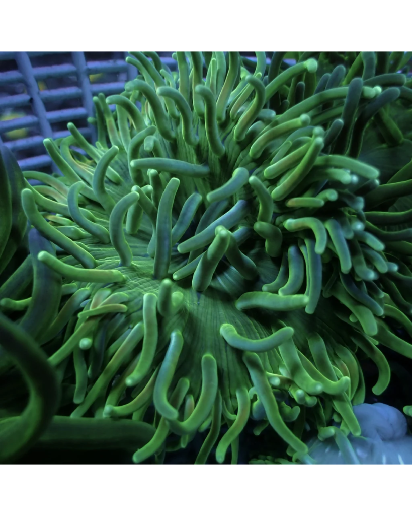 ANEMONA GREEN LONG