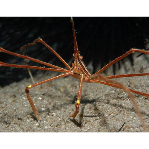 ARANHA CARANGUEJO