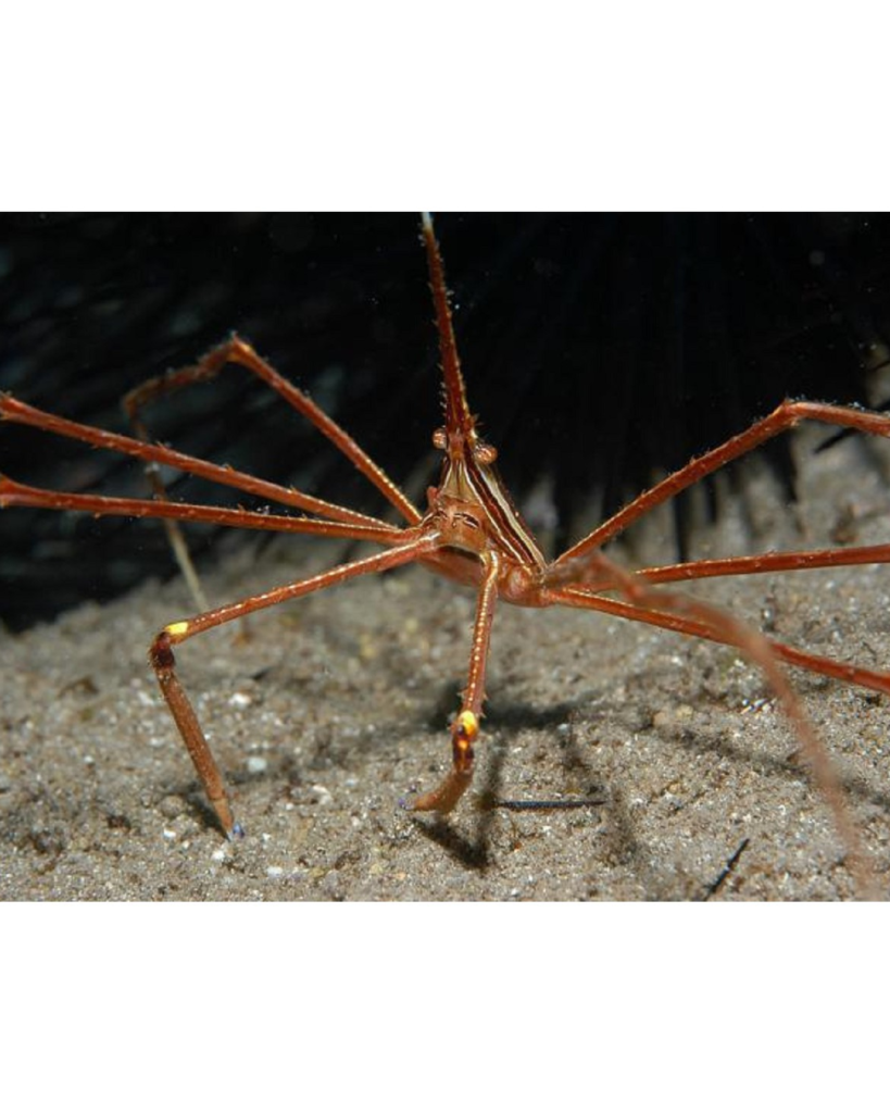 ARANHA CARANGUEJO