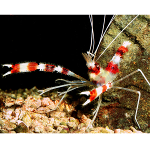 CAMARÃO STENOPUS