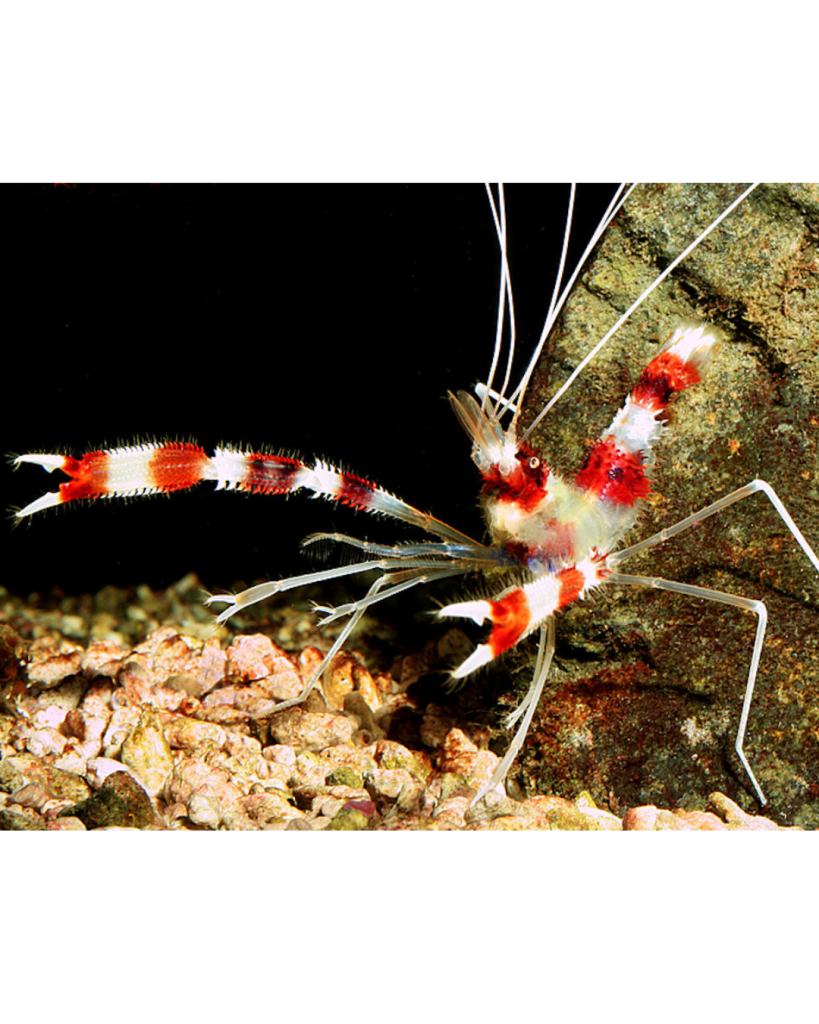 CAMARÃO STENOPUS