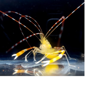 CAMARÃO STENOPUS GOLD