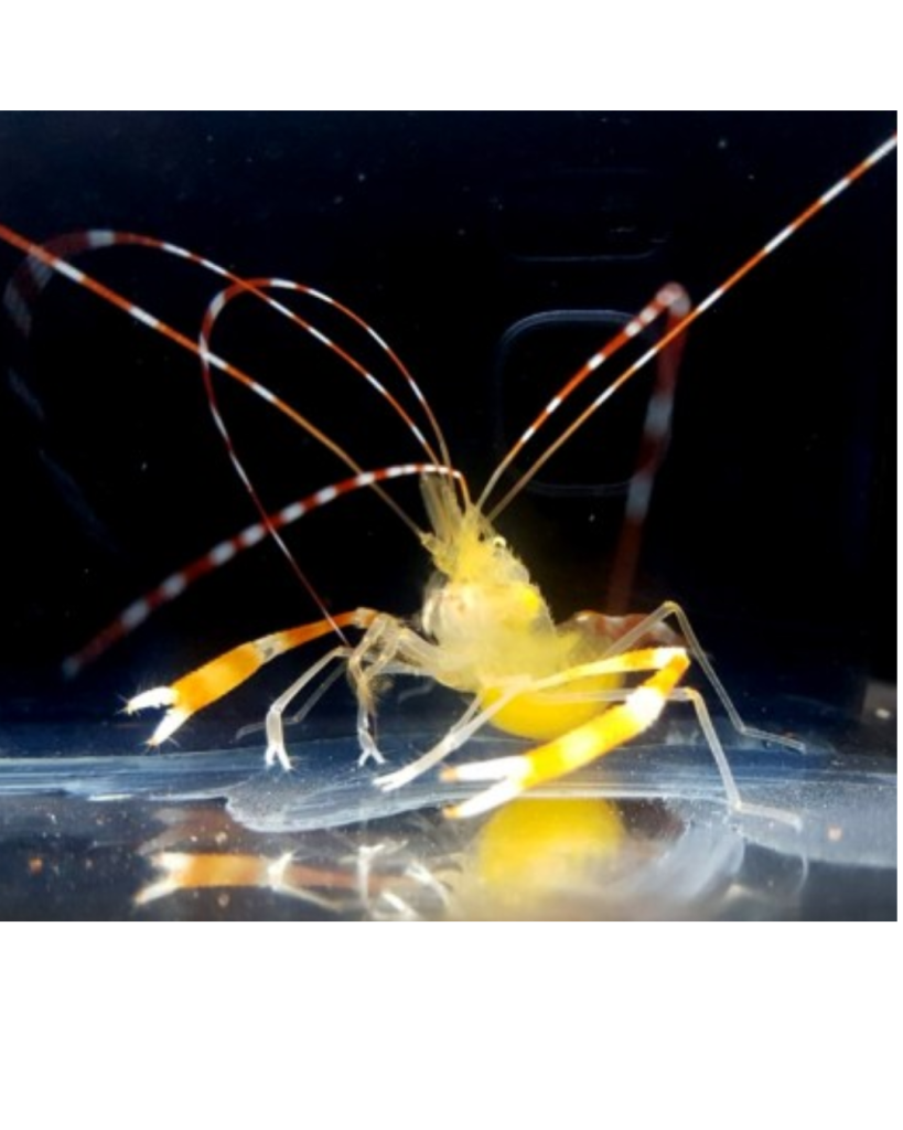 CAMARÃO STENOPUS GOLD